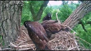 DECORAH EAGLES    6\/12\/2018     6:20 AM  CDT   MOM BRINGS BREAKFISH