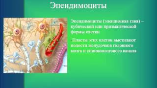 Нервная ткань. 4. Нейроглия(Лекция по гистологии. Рассматриваются вопросы строения и функции клеток нейроглии. Сайт http://cytohistology.ru Сайт..., 2014-10-10T13:31:47.000Z)