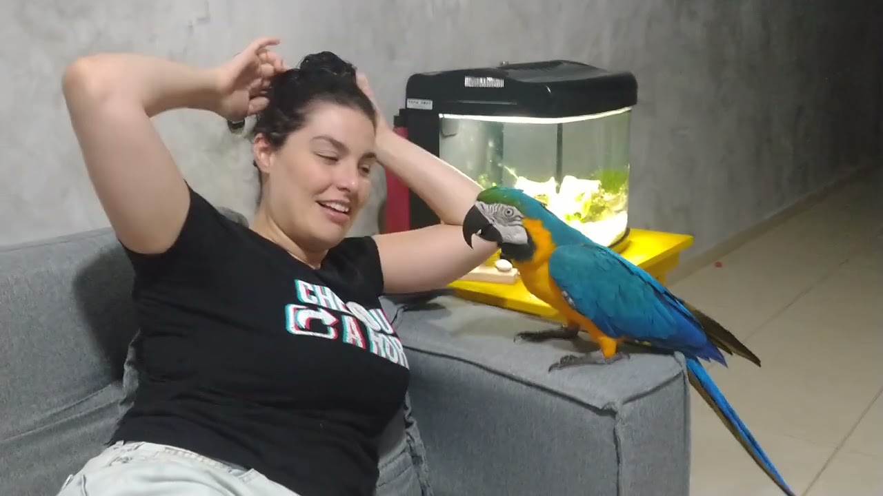 Arara engraçada provocando a dona!!!