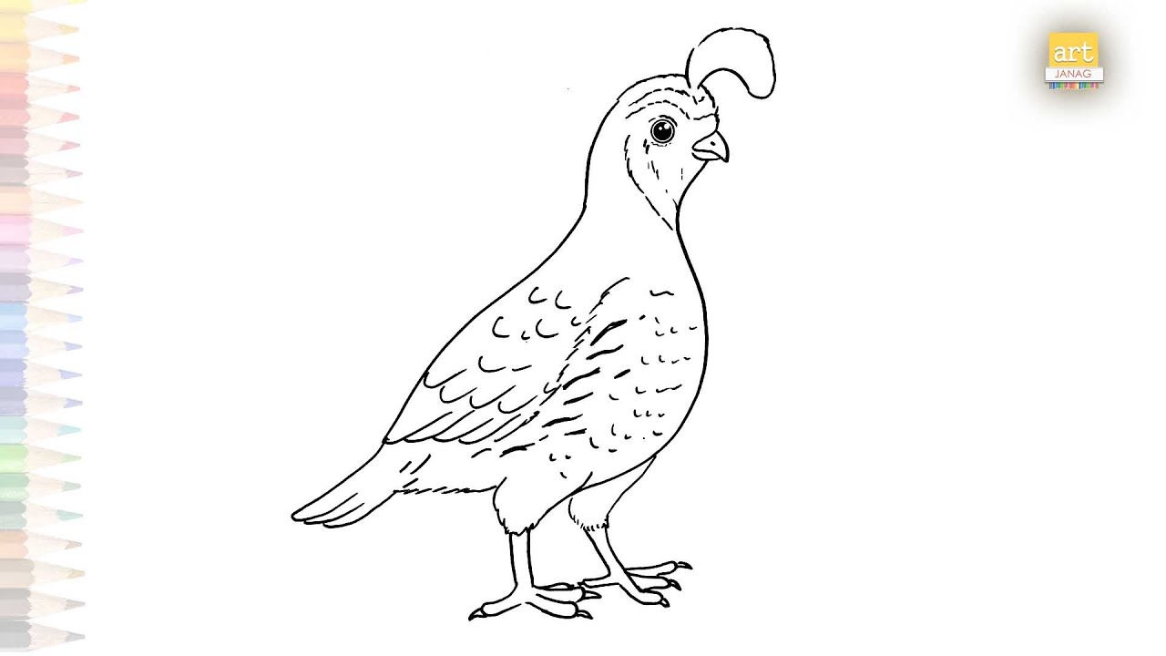 Gambel's quail drawing easy | birds sketches | How to draw Gambel's quail step by step | 