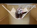 LIP3028 デザインプリントハンモック（キャンバス）