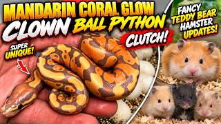 Full RARE MANDARIN CLOWN BALL PYTHONS HATCHED! PLUS ADORABLE TEDDY BEAR HAMSTERS! Guide
