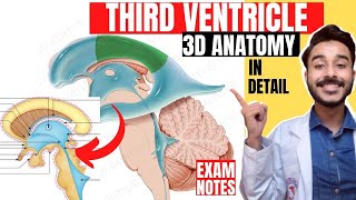 third ventricle anatomy 3d | anatomy of third ventricle of brain anatomy screenshot 3