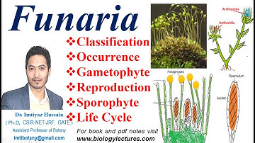 Funaria Life Cycle, Gametophyte, Sexual reproduction, Fertilization, #funaria #bryophytes #bscbotany