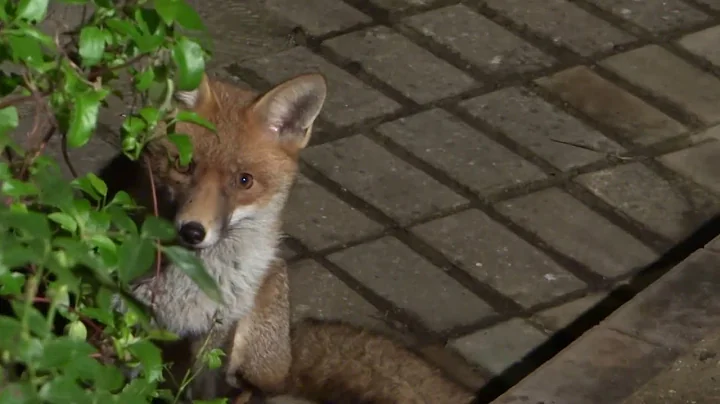 Carrie fox and daughter Amelia want more food