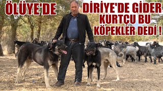 THESE ARE THE BLACK SHEPHERD DOGS THAT KILL WOLF! WOLFRIER DOGS BLACK KANGAL DOG