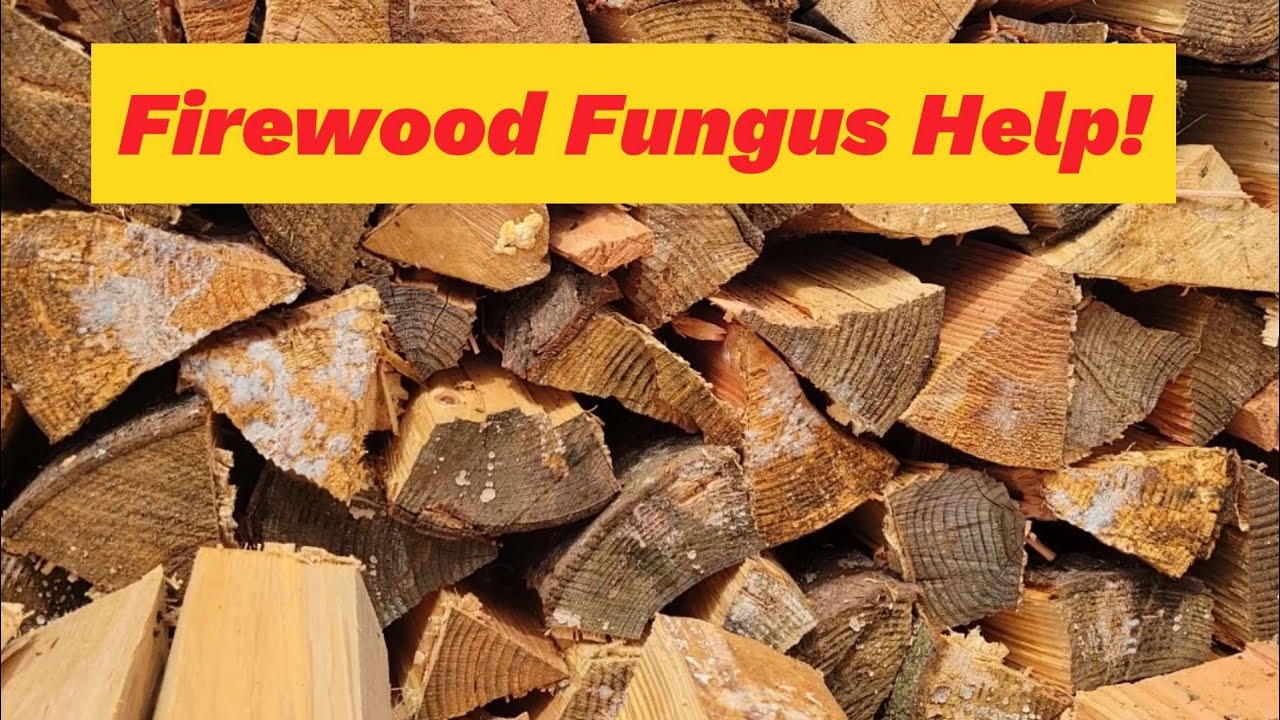 Firewood Fungus! YouTube