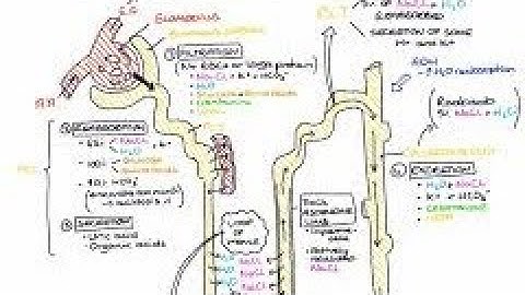 CH 26 GUYTON RENAL PHYSIOLOGY | PART 3
