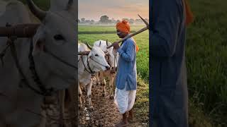 Jab duniya soti hai, tab kisan desh ke liye mehnat karta hai 🌾🚜 #Farmer #VillageLife #DesiFarming