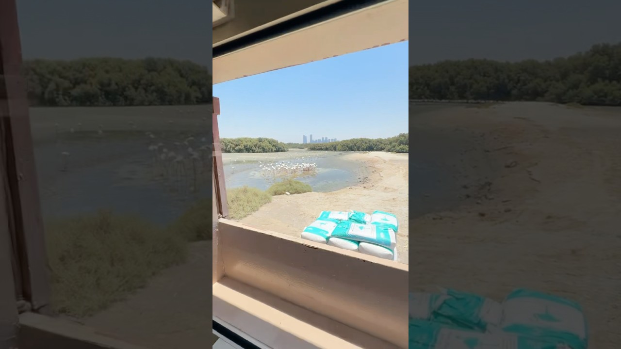 Dubai flamingos viewpoint 