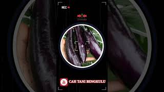 Terong Tahan Virus YUVITA F1 #short @CahTaniBengkulu