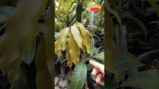 3 mango grafting techniques #graftingplants #shorts