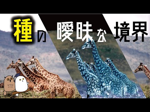 【ゆっくり解説】実は決まってない種の分け方：種の定義【科学 / 進化】