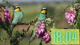 Download Lagu Penghitung Waktu Mundur 25 Menit Bertema Burung - Suara Burung Berkicau MP3