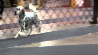 WINDJAMMERS MASTERPIECE English Setter Tri Color Greenville SC Dog Show