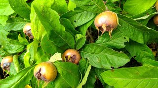 Мушмула. Мушмула германская. Medlar Tree. Die Mispel. Mespilus germanica.