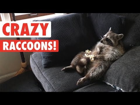 Raccoons Are Just Weird Cats | Crazy Raccoon Compilation 2017