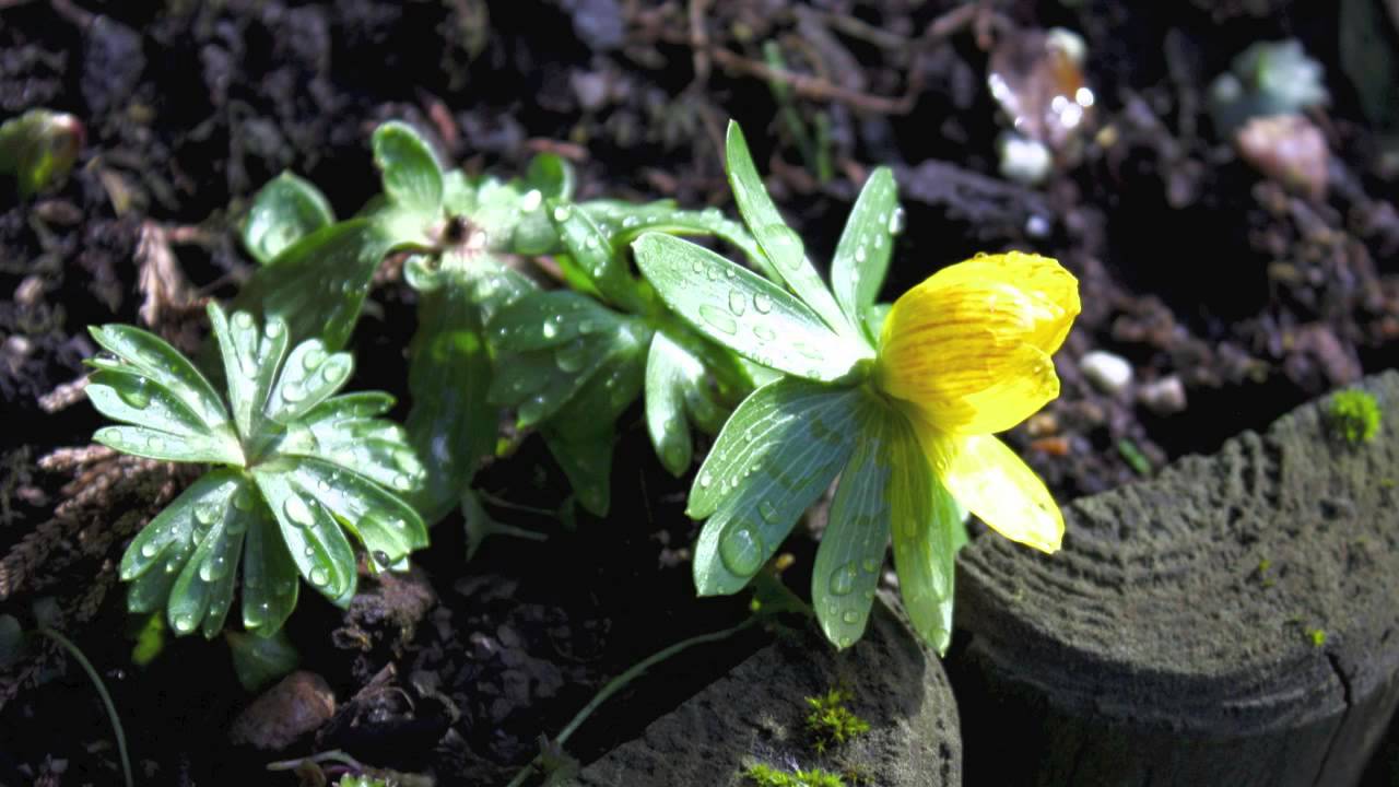 Eranthis Hyemalis  - Winterlinge - Winter Aconite - Téltemető