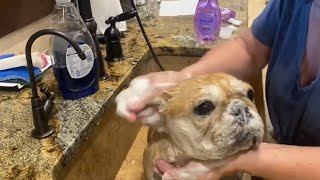 Pregnant Frenchie Bath Time