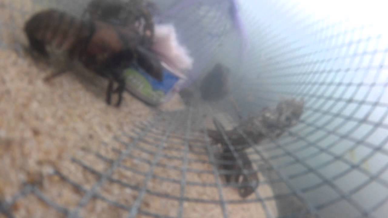 Crawfish Trap Underwater Video Using GoPro! 
