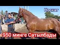 Ноокат Жылкы базары 19 июнь