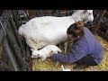 Newborn Baby Goat Care in Dutch Goat Farm