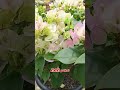 Pupuk Penyubur Bunga Bugenvil Terbagus #pupukcair #bugenvil #pupukbunga #shortvideo #topfarm