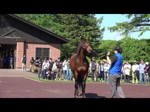 【4K】ロードカナロア 2017種牡馬【社台スタリオンステーション】 Lord Kanaloa