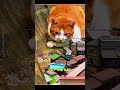 This Cat Saved a Café by Destroying Toy Trains 😸❤️ #shorts