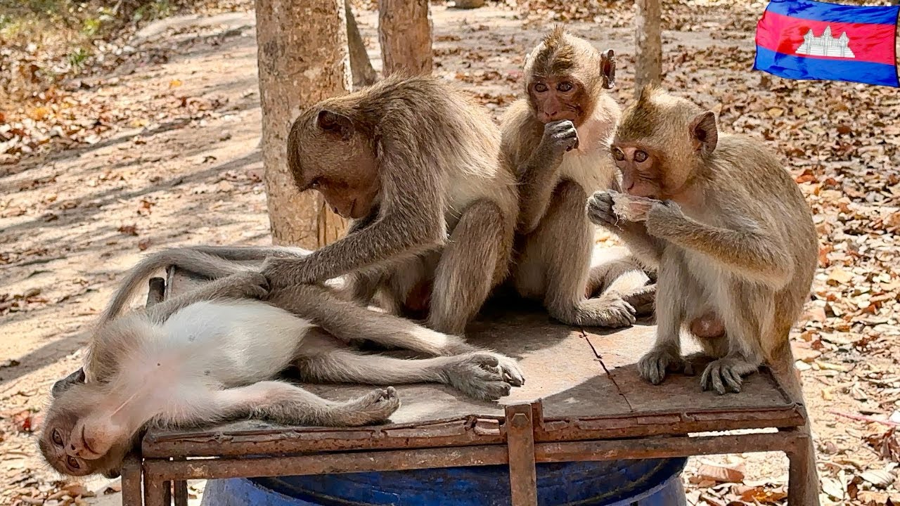Thousands of Long-Tailed Monkeys Living Freely at Phnom Tamao Wildlife Park | Cambodia Walking 