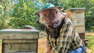 Robbing in bee hives: why it happens, how to spot it and how to help prevent it
