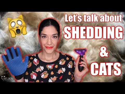 Video: Kitten Shedding - Is It Possible To Fight It