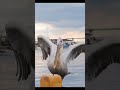 The Weirdest Pelican Moments Ever Caught On Camera