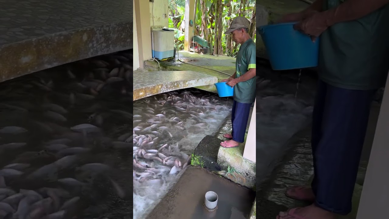 Takjub, dibawah rumah isinya ikan nila banyak banget #ikannila #shorts
