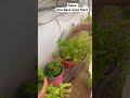 🍃 chitti Sabja chettu  #plants #basil  #leaf #life
