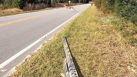 SC DEER HUNTING WITH DOGS 2K25 