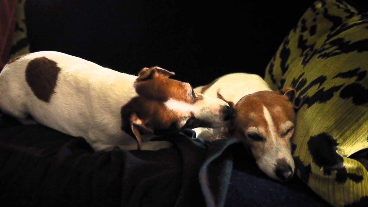 Jack Russell Brothers Licking Ear