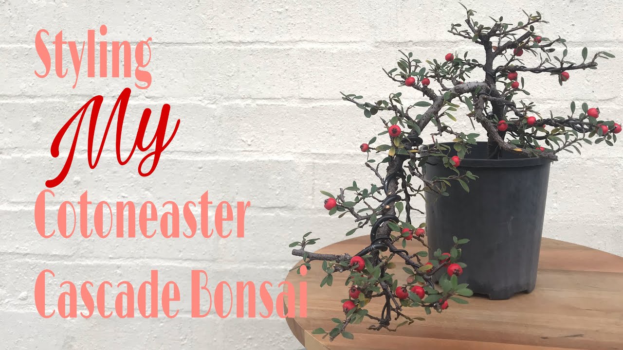 How to - Styling My Cotoneaster Cascade Bonsai