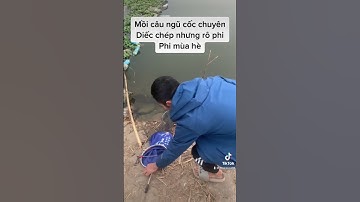 Mồi câu ngũ cốc mới nhất hè 2023 #mồicâucá #fishing #cauca