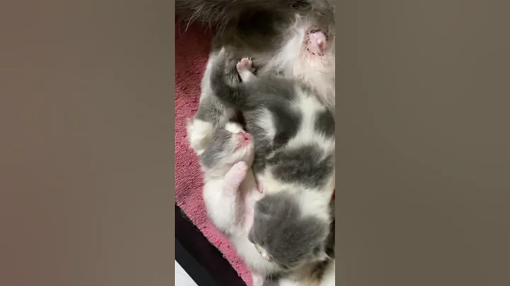 Video 8257421: cats catlover kucing, catlover kucing funny cute