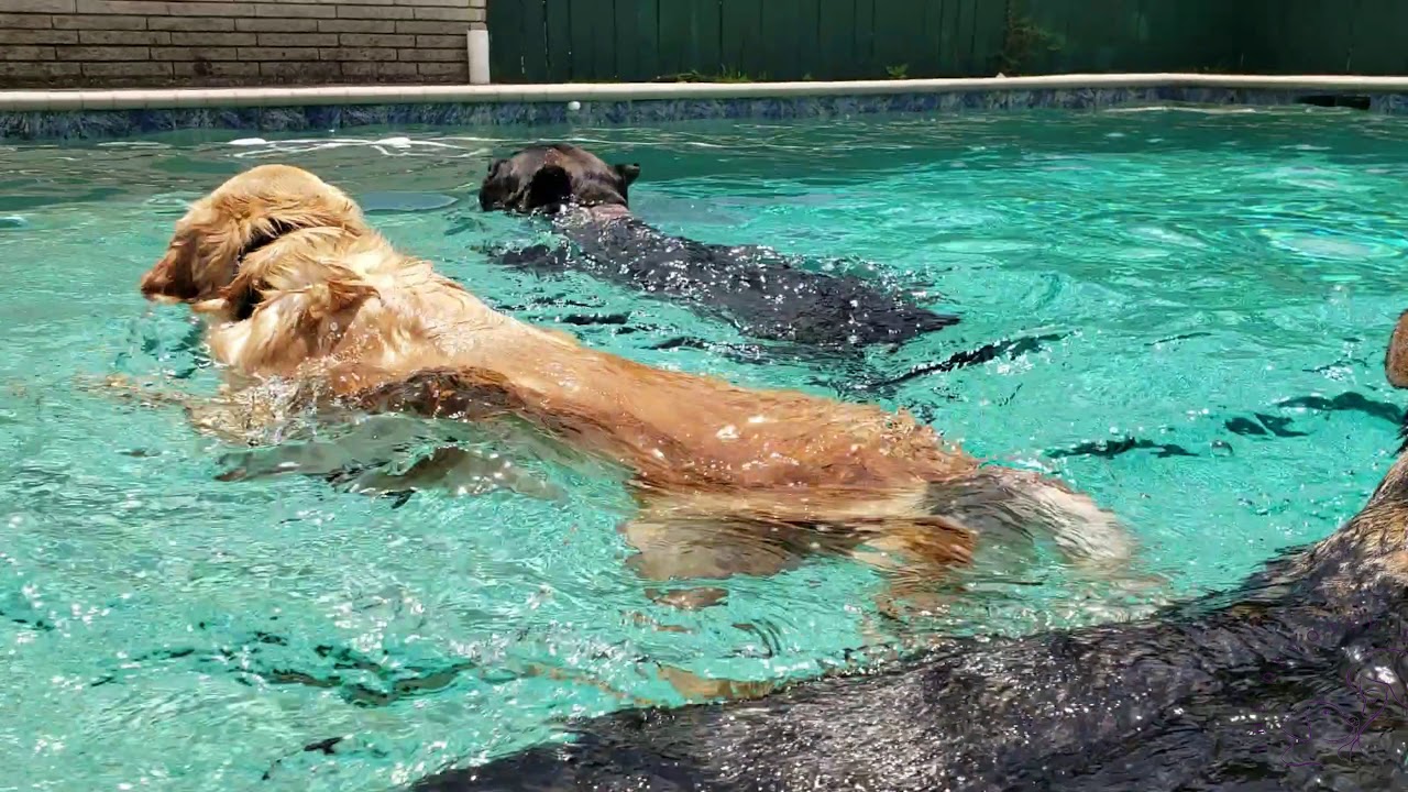 Dog boarding on a farm just north of Houston Texas The Devoted Dog YouTube