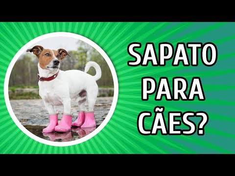 Vídeo: Sapatos Para Cachorros