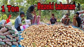 Download lagu Annual fortune reaches one ton peak harvest of langsat fruit