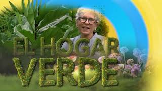 Cómo Se Cultiva La Planta Copey?