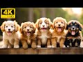 Funny Family Of Young Wild Animals With Relaxing Music (Colorfully Dynamic), Cute Animals 4K UHD