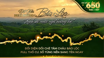 SIÊU PHẨM CÓ 1-0-2 ngay đồi chè TÂM CHÂU BẢO LỘC