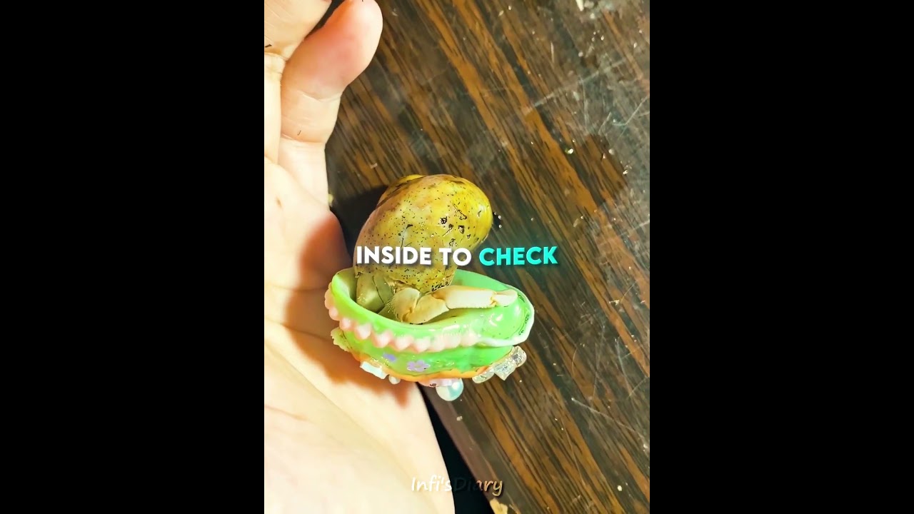 She Gave This Crab a Luxury Shell 🦀🐚 