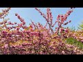 Bucharest - Japanese Garden in Park Herăstrău - Grădină Japoneză - 4K Video