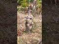 Kangaroo scratching