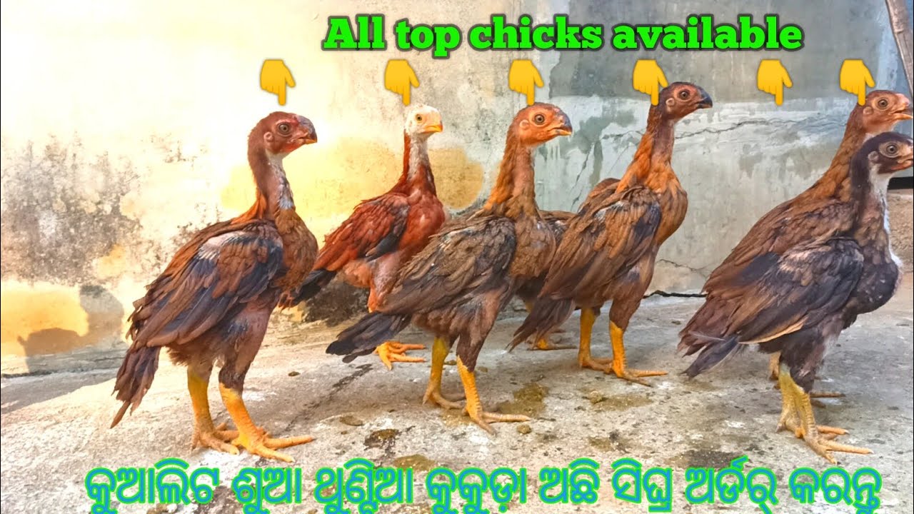 ଶୁଆ ଥୁଣ୍ଟିଆ କୁକୁଡ଼ା ଭଲ କୁଆଲିଟ ରେ ଅଛି [ High quality stick tamper tail parrot beak aseel Chick ] 